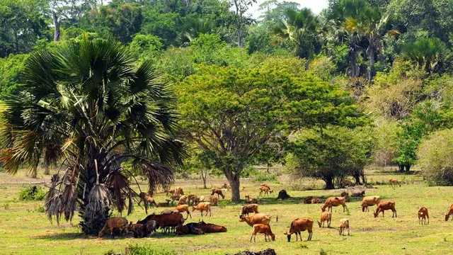 Angker Hutan Alas Purwo Banyuwangi