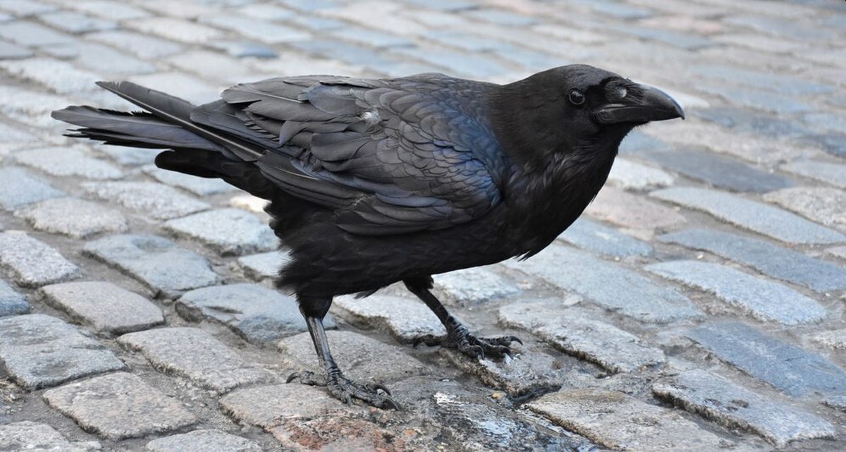 Arti Burung Gagak Lewat di Atap Rumah