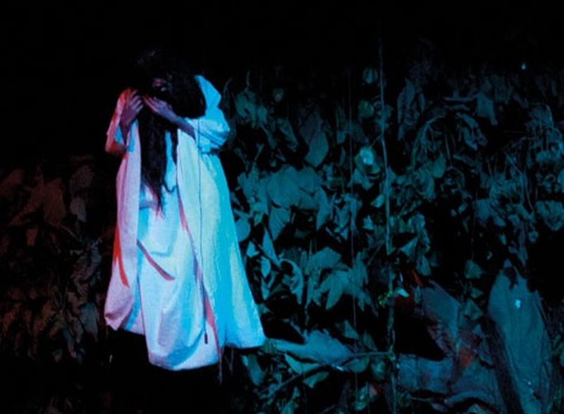 Pohon yang Disukai Kuntilanak