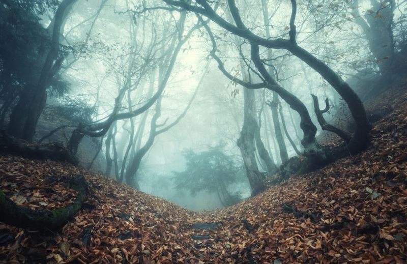 Sudah Pakai Google Maps Nyasar ke Hutan